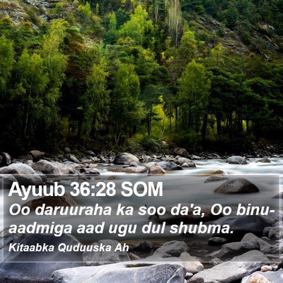 Ayuub 36:28 SOM Bible Verse Image