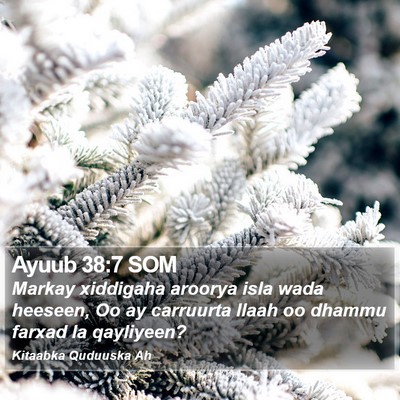 Ayuub 38:7 SOM Bible Verse Image