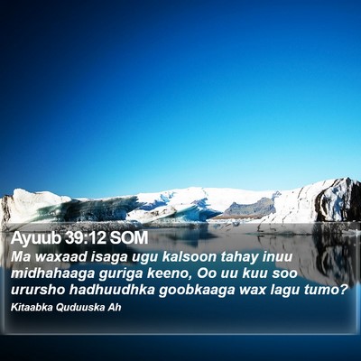 Ayuub 39:12 SOM Bible Verse Image