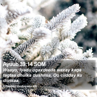 Ayuub 39:14 SOM Bible Verse Image