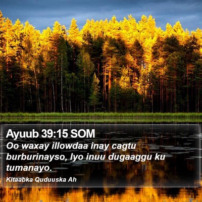 Ayuub 39:15 SOM Bible Verse Image