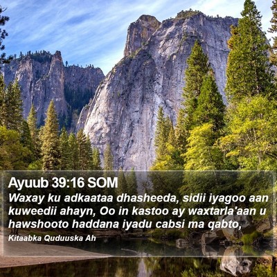 Ayuub 39:16 SOM Bible Verse Image
