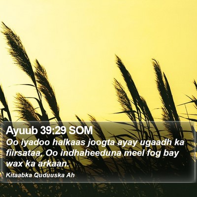Ayuub 39:29 SOM Bible Verse Image