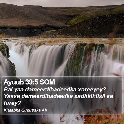 Ayuub 39:5 SOM Bible Verse Image