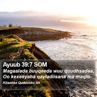 Ayuub 39:7 SOM Bible Verse Image