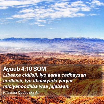Ayuub 4:10 SOM Bible Verse Image