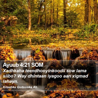 Ayuub 4:21 SOM Bible Verse Image