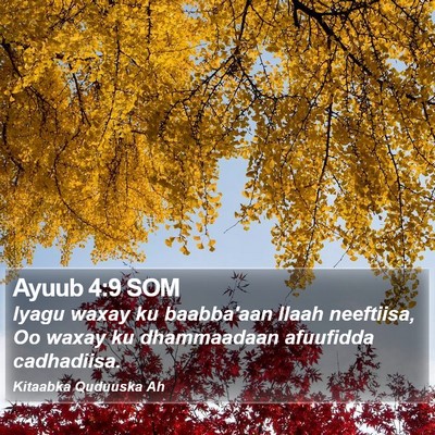 Ayuub 4:9 SOM Bible Verse Image