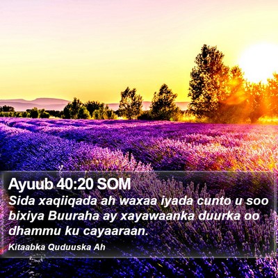 Ayuub 40:20 SOM Bible Verse Image