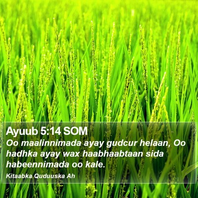 Ayuub 5:14 SOM Bible Verse Image