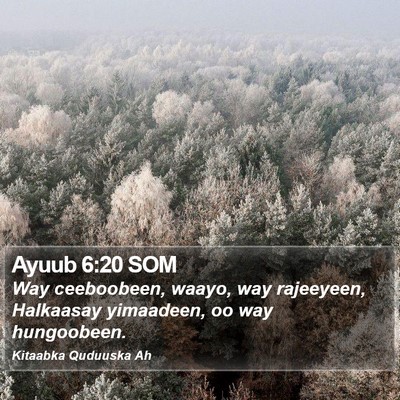 Ayuub 6:20 SOM Bible Verse Image