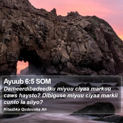 Ayuub 6:5 SOM Bible Verse Image