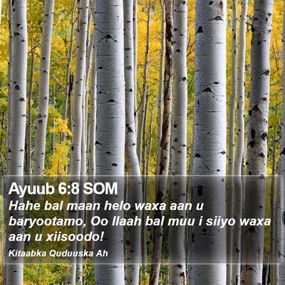 Ayuub 6:8 SOM Bible Verse Image
