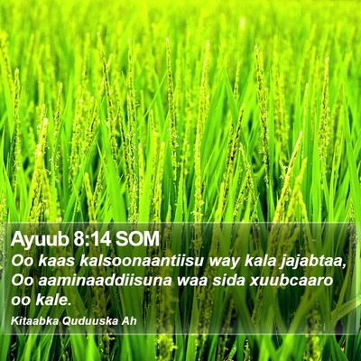 Ayuub 8:14 SOM Bible Verse Image