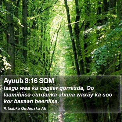 Ayuub 8:16 SOM Bible Verse Image