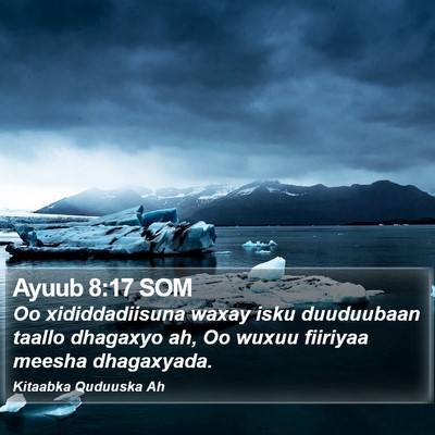 Ayuub 8:17 SOM Bible Verse Image