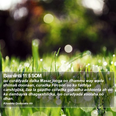 Baxniintii 11:5 SOM Bible Verse Image