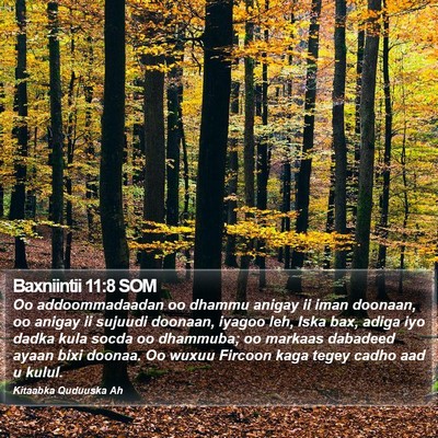 Baxniintii 11:8 SOM Bible Verse Image