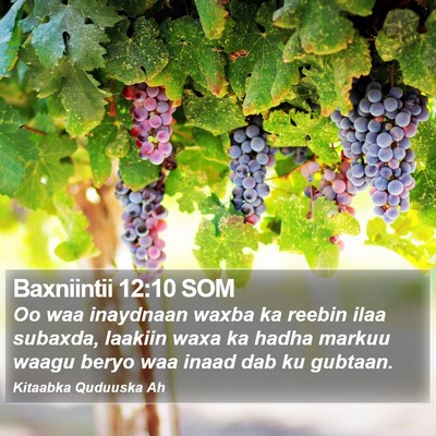 Baxniintii 12:10 SOM Bible Verse Image