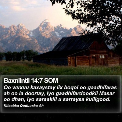 Baxniintii 14:7 SOM Bible Verse Image