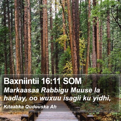 Baxniintii 16:11 SOM Bible Verse Image