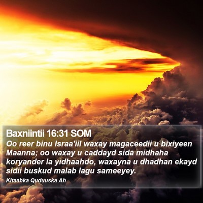 Baxniintii 16:31 SOM Bible Verse Image