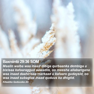 Baxniintii 29:36 SOM Bible Verse Image
