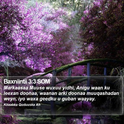 Baxniintii 3:3 SOM Bible Verse Image