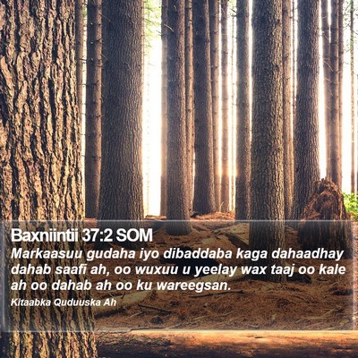 Baxniintii 37:2 SOM Bible Verse Image