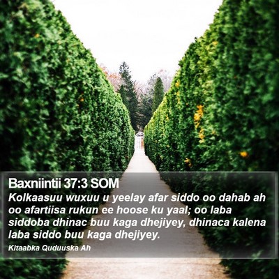Baxniintii 37:3 SOM Bible Verse Image