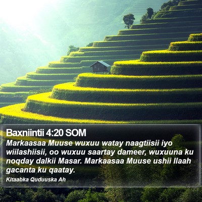 Baxniintii 4:20 SOM Bible Verse Image