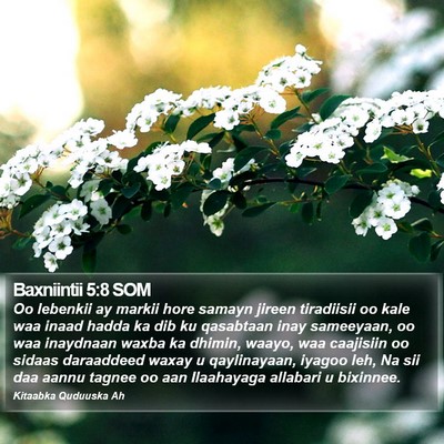 Baxniintii 5:8 SOM Bible Verse Image
