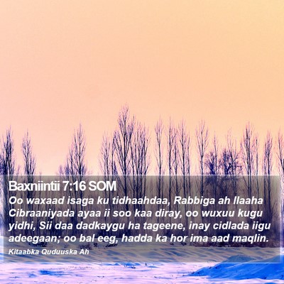 Baxniintii 7:16 SOM Bible Verse Image