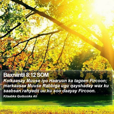 Baxniintii 8:12 SOM Bible Verse Image