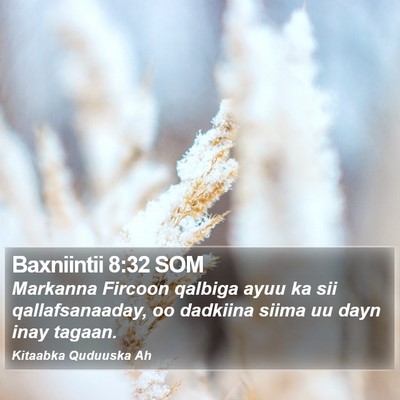 Baxniintii 8:32 SOM Bible Verse Image