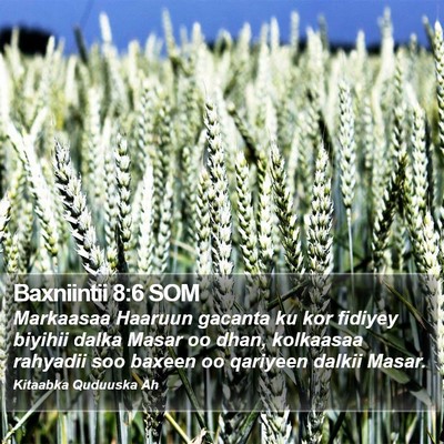 Baxniintii 8:6 SOM Bible Verse Image