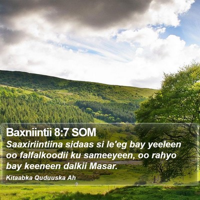Baxniintii 8:7 SOM Bible Verse Image