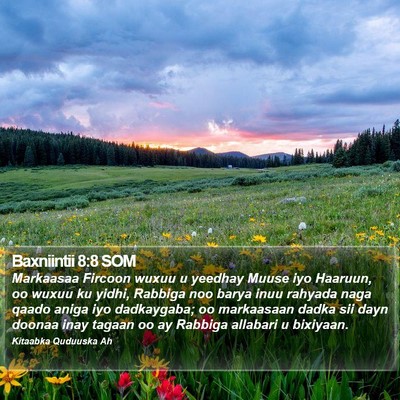 Baxniintii 8:8 SOM Bible Verse Image