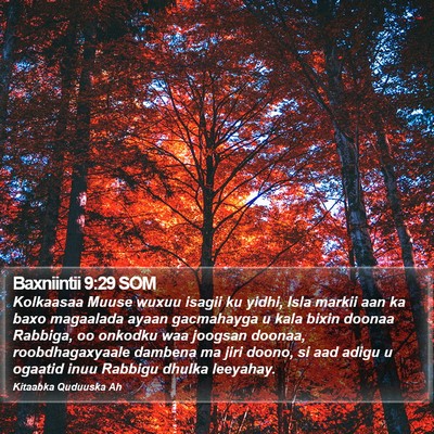 Baxniintii 9:29 SOM Bible Verse Image