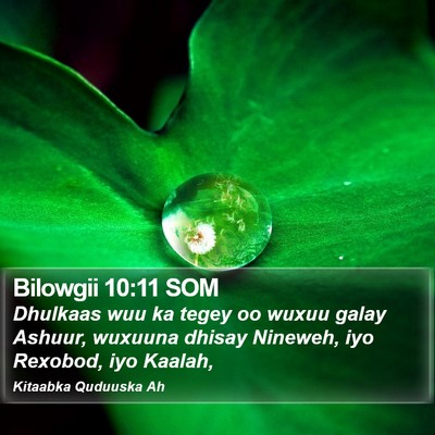 Bilowgii 10:11 SOM Bible Verse Image