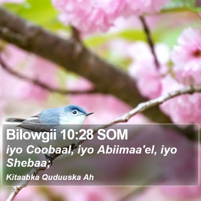 Bilowgii 10:28 SOM Bible Verse Image