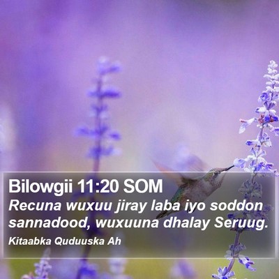 Bilowgii 11:20 SOM Bible Verse Image