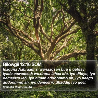 Bilowgii 12:16 SOM Bible Verse Image