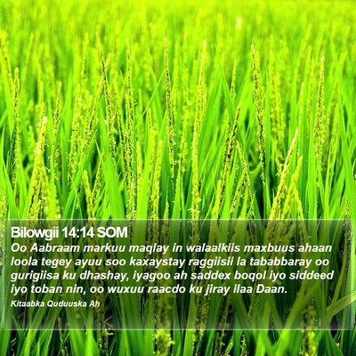 Bilowgii 14:14 SOM Bible Verse Image