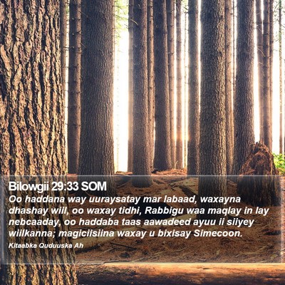 Bilowgii 29:33 SOM Bible Verse Image