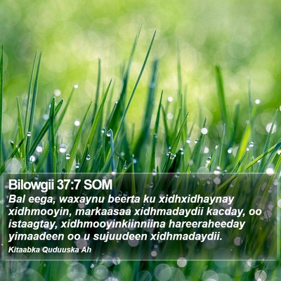 Bilowgii 37:7 SOM Bible Verse Image