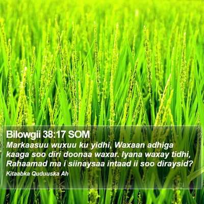 Bilowgii 38:17 SOM Bible Verse Image
