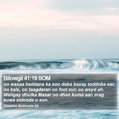 Bilowgii 41:19 SOM Bible Verse Image