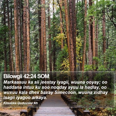 Bilowgii 42:24 SOM Bible Verse Image