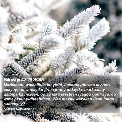Bilowgii 42:28 SOM Bible Verse Image